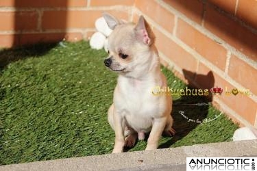 Precioso machito chihuahua