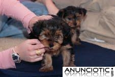 Adorable Yorkie cachorros disponibles