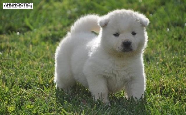 América Akitine cachorros Tri color