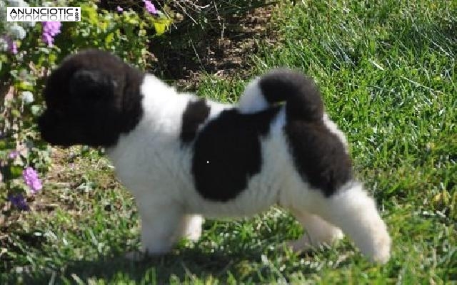 América Akitine cachorros Tri color