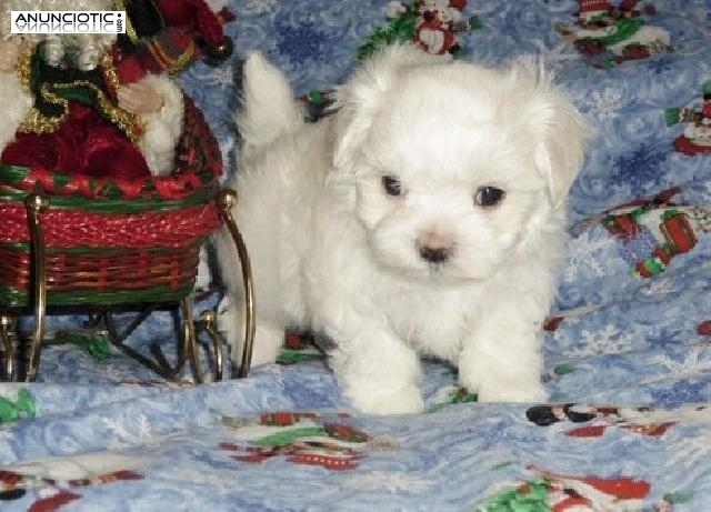 Casa criado Maltise cachorros para adopción