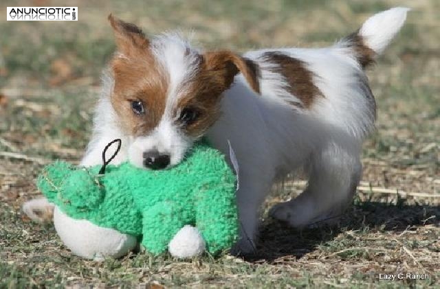 Pura raza Jack rUSSELPuppies re homing