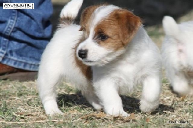 Pura raza Jack rUSSELPuppies re homing