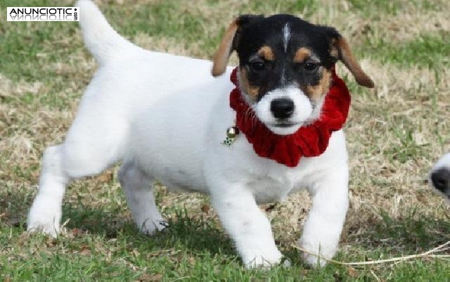 Pura raza Jack rUSSELPuppies re homing