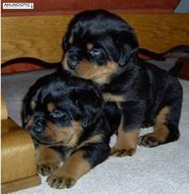 Adorable y linda pura raza Rottweiler alemán cachorros