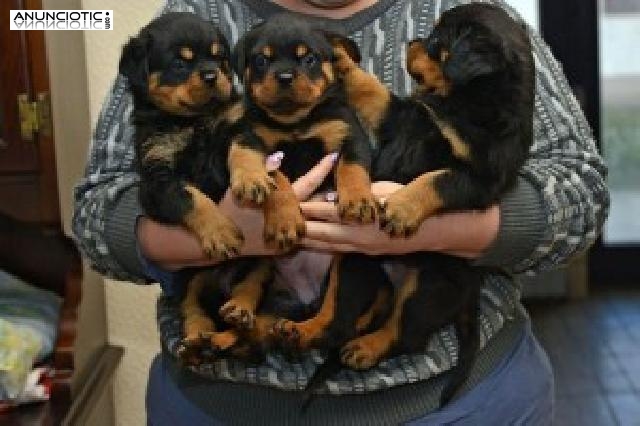 Adorable y linda pura raza Rottweiler alemán cachorros