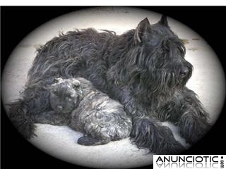 Bouvier de Flandes