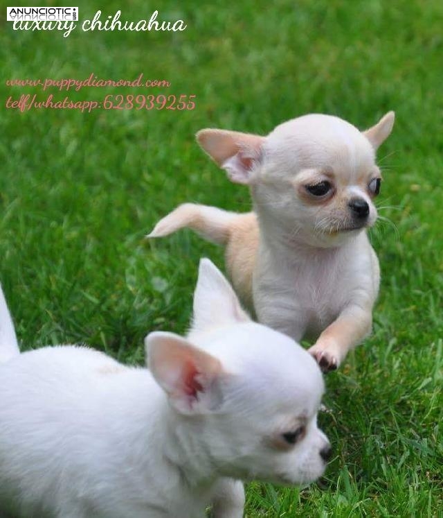 Cria selección chihuahuas puppydiamond