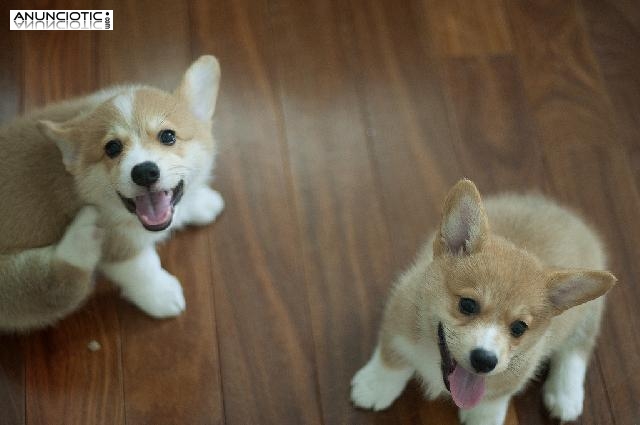 Cachorros Corgi galés rojos y blancos de patas cortas