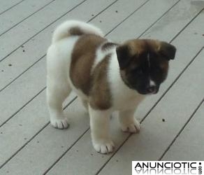 dos lindos cachorros akita para su aprobación