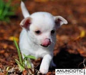 Precioso cachorro chihuahua de forma gratuita a una buena