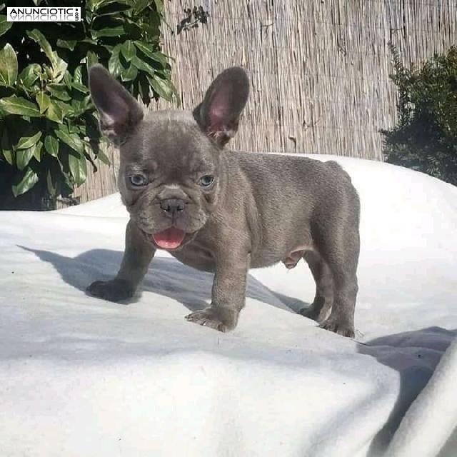 French bulldog 