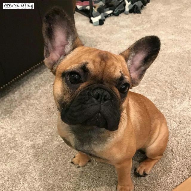 French bulldog 