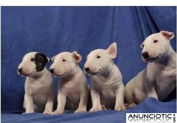 Regalo cachorro bullterrier