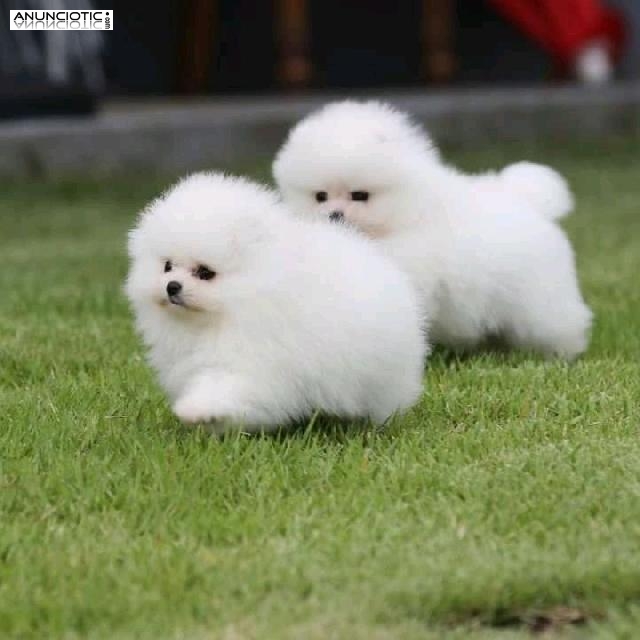 Tiny Pomerania Teacup cachorros de Pomerania