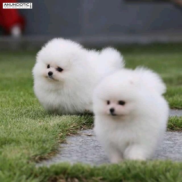 Tiny Pomerania Teacup cachorros de Pomerania