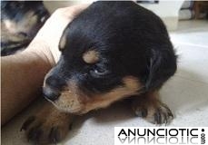 Cachorros de Rottweiler