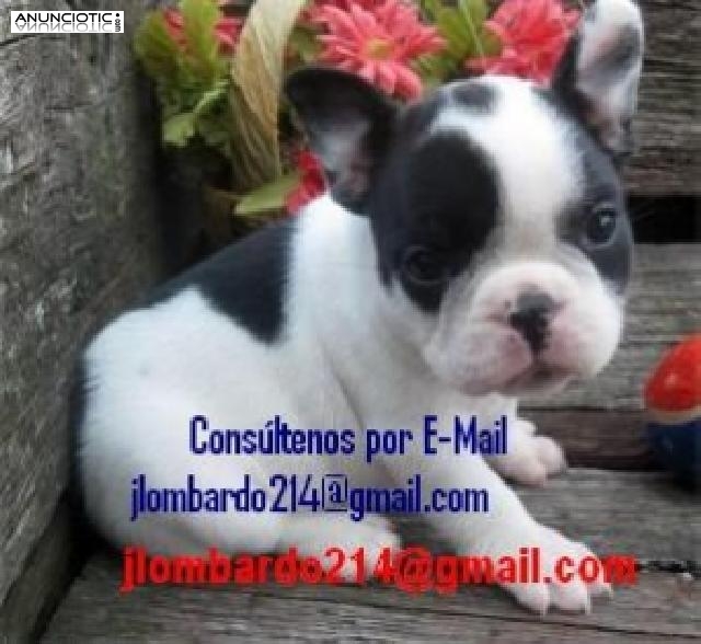 Bulldog Frances en Venta o Adopcion 