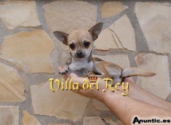 Buscas una Chihuahua pequeña?