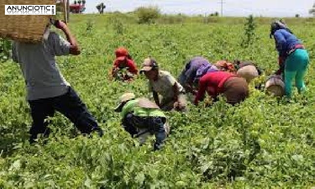 Se necesitan jornaleros para procesos de seleccion en recoleccion de fruta 