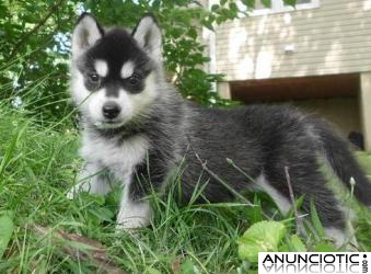  Regalo siberian husky healthy disponibles para la adopción