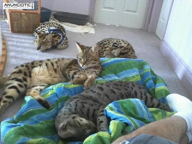 Savannah, Serval, Caracal, savanas e gatinhos Ocelot para venda. 