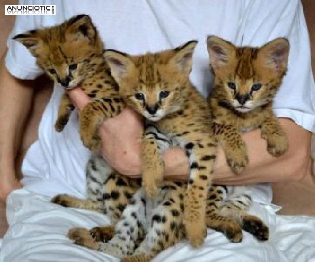 Savannah, Serval, Caracal, savanas e gatinhos Ocelot para venda. 