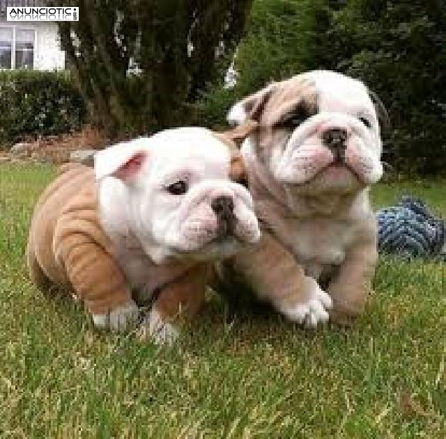 Regalo dos cachorros de bulldog ingles