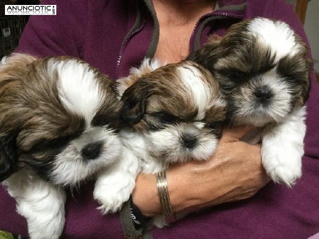 Shih tzus cachorros en venta