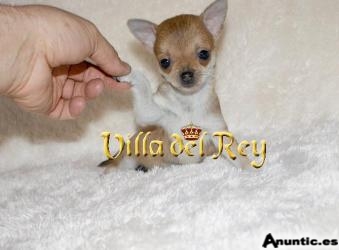 Hembra Chihuahua muy pequeña en venta