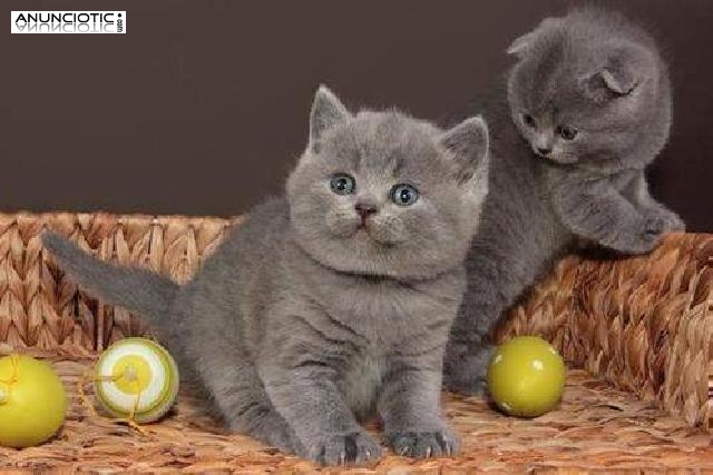 Regalo de british shorthair gatitos