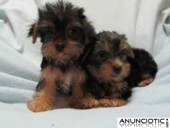  REGALO CACHORROS TOY , DE YORKSHIRE TERRIER