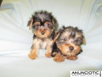  REGALO CACHORROS TOY , DE YORKSHIRE TERRIER