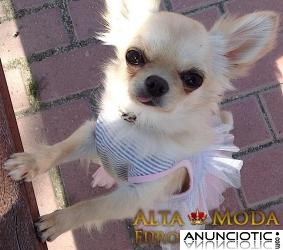 Moda Canina de Primavera, ropa perritos