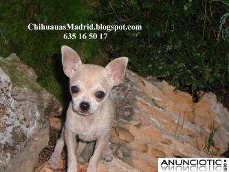 Chihuahua cachorrita supermini Madrid