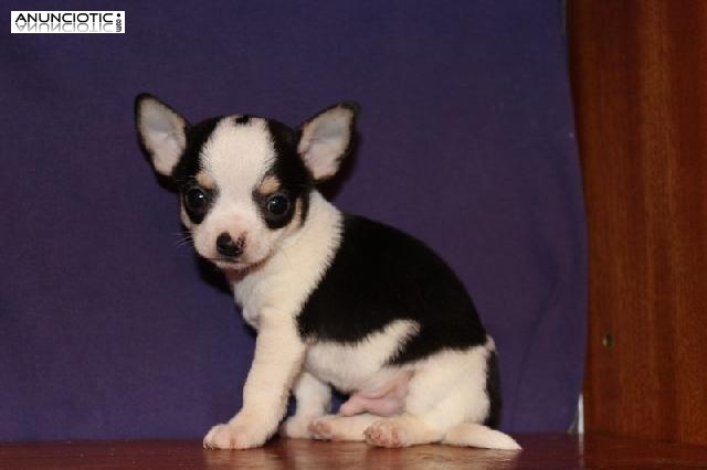 Cachorros de chihuahua minis