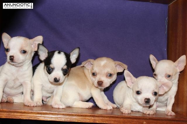 Cachorros de chihuahua minis