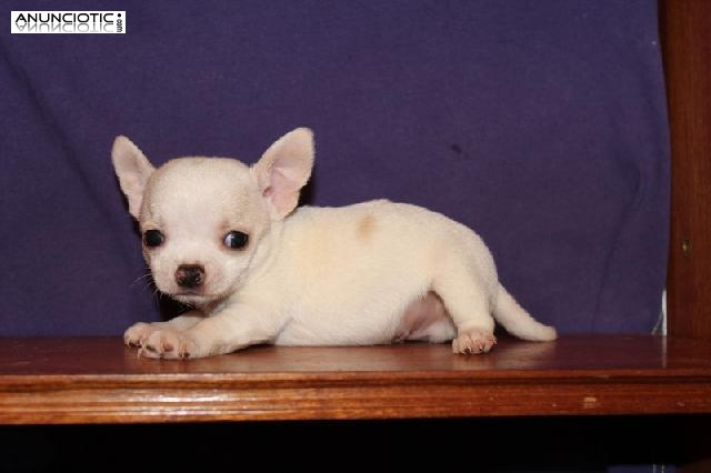 Cachorros de chihuahua minis