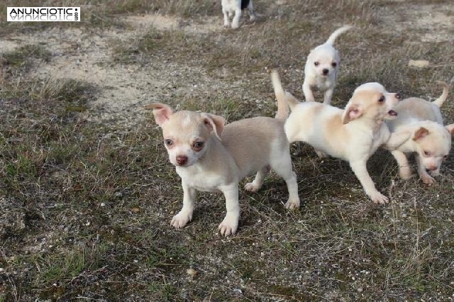 Cachorros de chihuahua minis