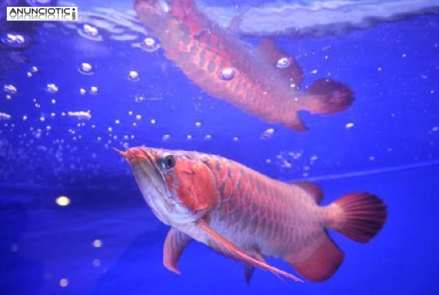 *** Pescados del Arowana, Pescados del Basslet del Caramelo, Angelfish del 