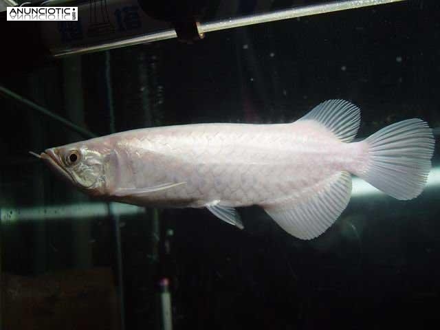 *** Pescados del Arowana, Pescados del Basslet del Caramelo, Angelfish del 