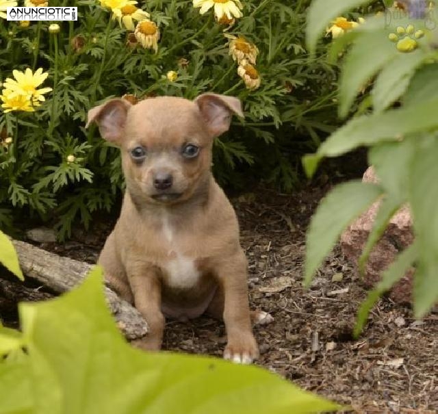 REGALO CACHORROS DE CHIHUAHUA  ESPECTACULARES