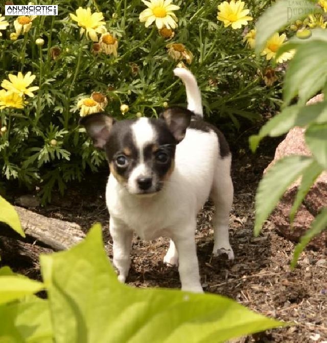 REGALO CACHORROS DE CHIHUAHUA  ESPECTACULARES