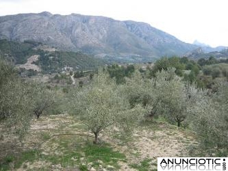 vendo terreno de 10000m en beniarda -alicante, olivos, agua, vistas, sol