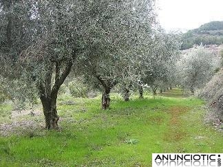 vendo terreno de 10000m en beniarda -alicante, olivos, agua, vistas, sol