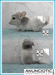 Cobayas com pedigree e chinchillas