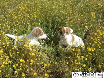 Jacks Russels fabulosos cachorros. Naranjas y blancos bicolores