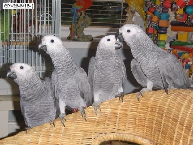 Masculino hermoso y encantador y mujeres loros grises africanos Congo