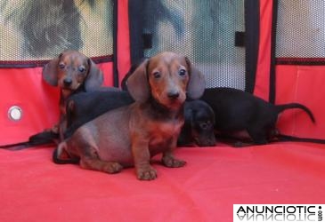 Teckels auntenticos cachorros salchichas De pelo corto y duro