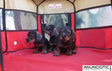 Teckels auntenticos cachorros salchichas De pelo corto y duro